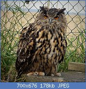 Cliquez sur l'image pour la voir en taille relle

Nom : 1024px-Eagle_Owl._Bubo_bubo_(46576306432).jpg
Affichages : 75
Taille : 178,3 Ko
ID : 121937