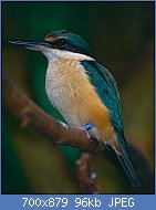 Cliquez sur l'image pour la voir en taille relle

Nom : Sacred_Kingfisher_(Todiramphus_sanctus)_(9876277243).jpg
Affichages : 255
Taille : 96,4 Ko
ID : 123606