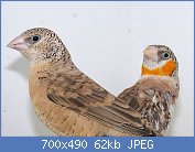 Cliquez sur l'image pour la voir en taille relle

Nom : 800px-Bandvink.jpg
Affichages : 2913
Taille : 62,4 Ko
ID : 87077