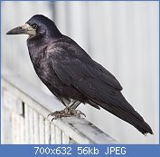 Cliquez sur l'image pour la voir en taille relle

Nom : 1024px-Rook-Corvus_frugilegus.jpg
Affichages : 282
Taille : 56,1 Ko
ID : 114777