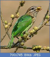 Cliquez sur l'image pour la voir en taille relle

Nom : white_cheeked_barbet_copy1.jpg
Affichages : 254
Taille : 80,5 Ko
ID : 123525