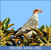 Cliquez sur l'image pour la voir en taille relle

Nom : Topknot pigeon Lopholaimus antarcticus.jpg
Affichages : 76
Taille : 100,2 Ko
ID : 118744