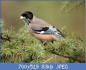 Cliquez sur l'image pour la voir en taille relle

Nom : Black-headed-jay-rkd_(cropped).jpg
Affichages : 66
Taille : 83,4 Ko
ID : 118476