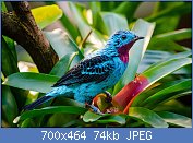 Cliquez sur l'image pour la voir en taille relle

Nom : 1280px-Spangled_cotinga_(male)_(32347610342).jpg
Affichages : 63
Taille : 73,8 Ko
ID : 118324