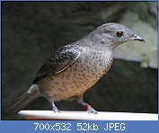 Cliquez sur l'image pour la voir en taille relle

Nom : Spangled_cotinga_-_female.jpg
Affichages : 49
Taille : 51,9 Ko
ID : 118330