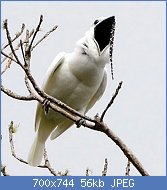 Cliquez sur l'image pour la voir en taille relle

Nom : Male-White-Bellbird-Screaming-Mating-Call.jpg
Affichages : 89
Taille : 56,1 Ko
ID : 122856