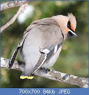 Cliquez sur l'image pour la voir en taille relle

Nom : 1024px-Bombycilla_garrulus_(back).jpg
Affichages : 92
Taille : 84,1 Ko
ID : 117615