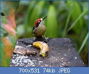 Cliquez sur l'image pour la voir en taille relle

Nom : Black-cheeked_Woodpecker_(24800302230).jpg
Affichages : 66
Taille : 74,3 Ko
ID : 120397