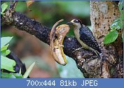 Cliquez sur l'image pour la voir en taille relle

Nom : Black-cheeked_Woodpecker_(24728208209).jpg
Affichages : 66
Taille : 81,3 Ko
ID : 120398