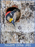 Cliquez sur l'image pour la voir en taille relle

Nom : 800px-Black-cheeked_Woodpecker_(16732048579).jpg
Affichages : 65
Taille : 296,6 Ko
ID : 120399