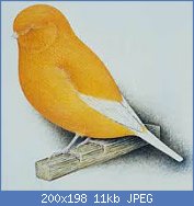 Cliquez sur l'image pour la voir en taille relle

Nom : norwich canary.jpg
Affichages : 267
Taille : 10,7 Ko
ID : 115929