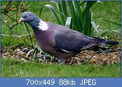 Cliquez sur l'image pour la voir en taille relle

Nom : Woodpigeoncloseup.jpg
Affichages : 31
Taille : 88,3 Ko
ID : 122458