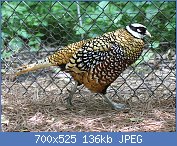 Cliquez sur l'image pour la voir en taille relle

Nom : 1280px-Reeve's_Pheasant_male_RWD4.jpg
Affichages : 76
Taille : 135,8 Ko
ID : 118815