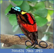 Cliquez sur l'image pour la voir en taille relle

Nom : Wilson's_Bird_of_Paradise_Best.jpg
Affichages : 90
Taille : 78,2 Ko
ID : 122807