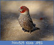 Cliquez sur l'image pour la voir en taille relle

Nom : 1024px-Amadina_erythrocephala.jpg
Affichages : 50
Taille : 61,5 Ko
ID : 112483