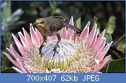 Cliquez sur l'image pour la voir en taille relle

Nom : Promerops_cafer_-Cape_Town,_South_Afirca_-male-8c.jpg
Affichages : 43
Taille : 62,1 Ko
ID : 112965