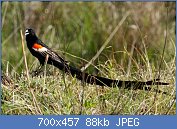 Cliquez sur l'image pour la voir en taille relle

Nom : Longtailed_Widowbird,_Euplectes_progne_in_early_summer_breading_plumage_at_Rietvlei_Nature_Reser.jpg
Affichages : 72
Taille : 87,5 Ko
ID : 116885