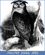Cliquez sur l'image pour la voir en taille relle

Nom : An_illustrated_manual_of_British_birds_(1899)_(20708854222).jpg
Affichages : 69
Taille : 199,8 Ko
ID : 121936