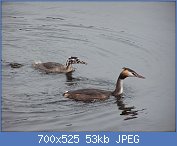 Cliquez sur l'image pour la voir en taille relle

Nom : 1280px-Podiceps_cristatus_adult_and_young.jpg
Affichages : 30
Taille : 53,2 Ko
ID : 117070