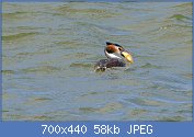 Cliquez sur l'image pour la voir en taille relle

Nom : 1280px-Great_Crested_Grebe_(Podiceps_cristatus)_with_Pumpkinseed_(Lepomis_gibbosus)_(26662687256.jpg
Affichages : 29
Taille : 57,8 Ko
ID : 117072