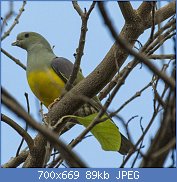 Cliquez sur l'image pour la voir en taille relle

Nom : Bruce's_Green_Pigeon_-_Gambia_(32495702332).jpg
Affichages : 69
Taille : 89,3 Ko
ID : 118857