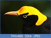 Cliquez sur l'image pour la voir en taille relle

Nom : 1280px-Regent_Bowerbird_head.jpg
Affichages : 51
Taille : 31,8 Ko
ID : 112277