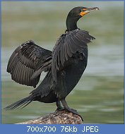 Cliquez sur l'image pour la voir en taille relle

Nom : Phalacrocorax-auritus-007.jpg
Affichages : 60
Taille : 76,1 Ko
ID : 112509