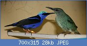 Cliquez sur l'image pour la voir en taille relle

Nom : Red_legged_Honeycreeper_male&Female.jpg
Affichages : 32
Taille : 27,9 Ko
ID : 114842