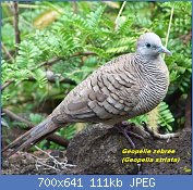 Cliquez sur l'image pour la voir en taille relle

Nom : 1024px-Geopelia_striata_Big_Island_Hawaii.jpg
Affichages : 91
Taille : 110,6 Ko
ID : 122440