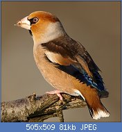 Cliquez sur l'image pour la voir en taille relle

Nom : Coccothraustes_coccothraustes_3_(Martin_Mecnarowski).jpg
Affichages : 301
Taille : 81,1 Ko
ID : 114756