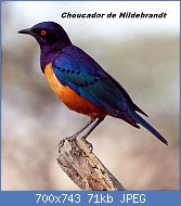 Cliquez sur l'image pour la voir en taille relle

Nom : 800px-Lamprotornis_hildebrandti_-Tanzania-8-2c.jpg
Affichages : 42
Taille : 70,8 Ko
ID : 113346