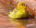 Nom : 120px-CANRIO-DA-TERRA-VERDADEIRO_(Sicalis_flaveola).jpg
Affichages : 182
Taille : 4,6 Ko