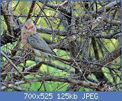 Cliquez sur l'image pour la voir en taille relle

Nom : Red-faced_Mousebird_(Urocolius_indicus).jpg
Affichages : 96
Taille : 125,0 Ko
ID : 110730