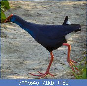 Cliquez sur l'image pour la voir en taille relle

Nom : Purpurhuhn_(Pophyrio_porphyrio).jpg
Affichages : 252
Taille : 70,9 Ko
ID : 123076