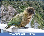 Cliquez sur l'image pour la voir en taille relle

Nom : Kea_(Nestor_notabilis)_-in_NZ_-side_view.jpg
Affichages : 357
Taille : 88,6 Ko
ID : 106854