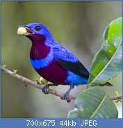 Cliquez sur l'image pour la voir en taille relle

Nom : 550px-Banded_Cotinga.jpg
Affichages : 56
Taille : 44,4 Ko
ID : 117476