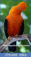 Cliquez sur l'image pour la voir en taille relle

Nom : Rupicola_peruviana_(male)_-San_Diego_Zoo-8.jpg
Affichages : 43
Taille : 89,3 Ko
ID : 113179