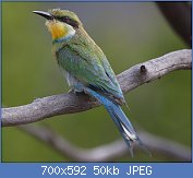 Cliquez sur l'image pour la voir en taille relle

Nom : Swallow-tailed_bee-eater,_Merops_hirundineus,_at_Marakele_National_Park,_Limpopo,_South_Africa_(.jpg
Affichages : 68
Taille : 49,8 Ko
ID : 112746