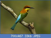 Cliquez sur l'image pour la voir en taille relle

Nom : Chestnut-headed_Bee-eater_-_Thailand_S4E1282.jpg
Affichages : 54
Taille : 33,2 Ko
ID : 112754