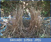 Cliquez sur l'image pour la voir en taille relle

Nom : BowerOfSatinBowerbird.jpg
Affichages : 94
Taille : 104,6 Ko
ID : 110639