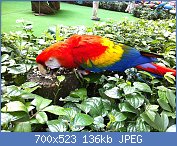 Cliquez sur l'image pour la voir en taille relle

Nom : 800px-Jurong_Bird_Park_Singapore_05.jpg
Affichages : 381
Taille : 136,3 Ko
ID : 88075