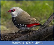 Cliquez sur l'image pour la voir en taille relle

Nom : Diamond_Firetail_-_Little_Desert_NP_-_Victoria_S4E4635_(22359529816)_(cropped).jpg
Affichages : 256
Taille : 69,0 Ko
ID : 118980