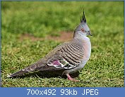 Cliquez sur l'image pour la voir en taille relle

Nom : 1280px-Pigeon-Crested.jpg
Affichages : 87
Taille : 93,1 Ko
ID : 117798