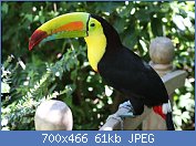 Cliquez sur l'image pour la voir en taille relle

Nom : 1280px-Ramphastos_sulfuratus_-Panama-8.jpg
Affichages : 242
Taille : 61,1 Ko
ID : 123333