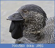 Cliquez sur l'image pour la voir en taille relle

Nom : 550px-Musk_Duck_closeup.jpg
Affichages : 240
Taille : 79,5 Ko
ID : 122949