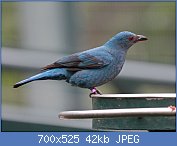 Cliquez sur l'image pour la voir en taille relle

Nom : 1280px-Asian_Fairy-bluebird_female_RWD3.jpg
Affichages : 62
Taille : 42,3 Ko
ID : 116803