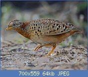 Cliquez sur l'image pour la voir en taille relle

Nom : Yellow-legged_Buttonquail_(Turnix_tanki).jpg
Affichages : 48
Taille : 64,0 Ko
ID : 121349