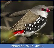 Cliquez sur l'image pour la voir en taille relle

Nom : Diamond_Firetail_-_Little_Desert_NP_-_Victoria_MG_5065_(22198627599).jpg
Affichages : 46
Taille : 96,8 Ko
ID : 110773