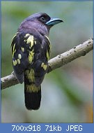 Cliquez sur l'image pour la voir en taille relle

Nom : Banded_Broadbill_(Eurylaimus_javanicus_brookei)_-_Flickr_-_Lip_Kee_(1).jpg
Affichages : 35
Taille : 70,9 Ko
ID : 117435