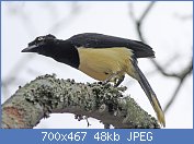 Cliquez sur l'image pour la voir en taille relle

Nom : Plush-crested_Jay_(Cyanocorax_chrysops)_(8077618710).jpg
Affichages : 69
Taille : 48,2 Ko
ID : 119254